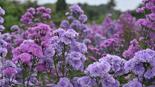 Vibrant Purple and Pink Flowers in a Field