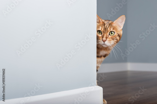 A curious Bengal cat peeks out from behind a blue wall