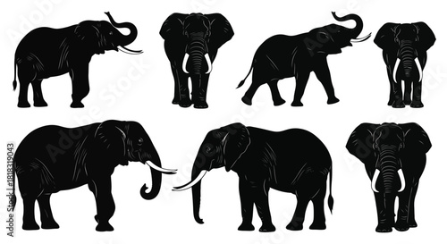 Set of black elephant silhouettes in various poses isolated on white background, showcasing majestic wildlife