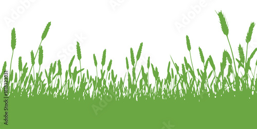 Wheat standing tall in a field with a white background.

