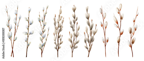 Spring willow set with pussy catkins. Watercolor Easter branches featuring brown twigs, delicate flowers. Spring symbols of Easter.Vector illustration.