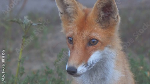 Portrait of a beautiful wild fox in close-up. Soft focus