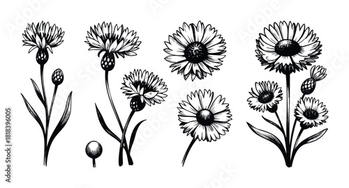 Set of detailed hand drawn botanical sketches featuring elegant cornflowers and daisies, ideal for natural product packaging, vintage inspired prints, and organic textile designs