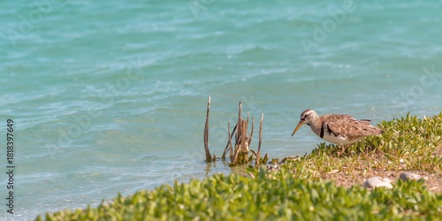 Buff banded rail on Lady El...
