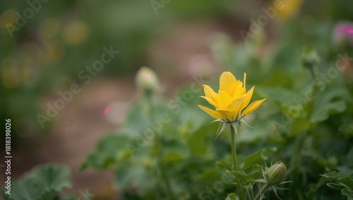 Yellow watermelon flower in...