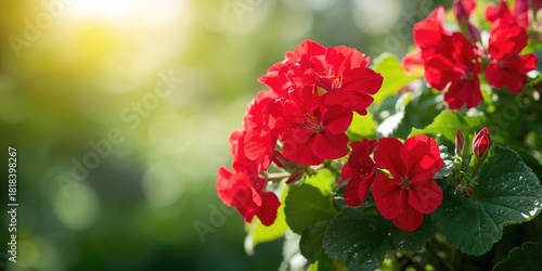Red geraniums in full bloom...