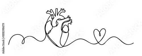 Continuous line drawing of an anatomical human heart flowing into a simple heart shape, symbolizing the intertwined concepts of physical health and emotional love, ideal for medical,