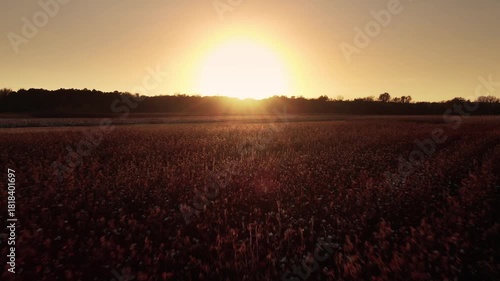  Golden Wheat Field in 4K – Summer Countryside Drone Footage 
