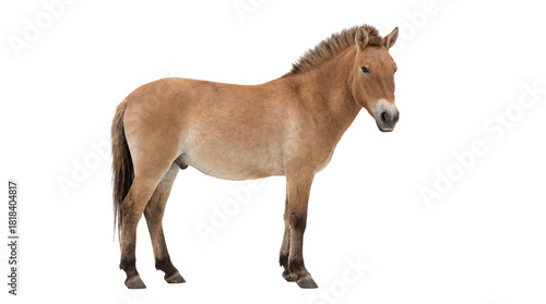 Przewalski s horse PNG isolated on transparent background, wild horse with dun coat and upright mane for wildlife and conservation projects