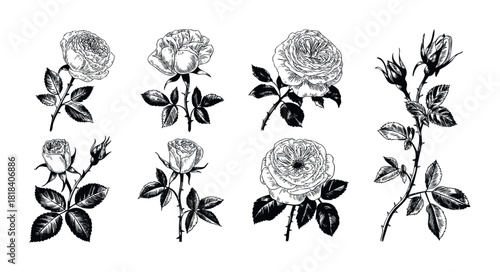 Collection of hand drawn rose flowers and buds with detailed stems and leaves, perfect for botanical themed graphic projects and elegant natural designs