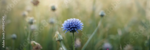 Centaurea cyanus, or cornfl...