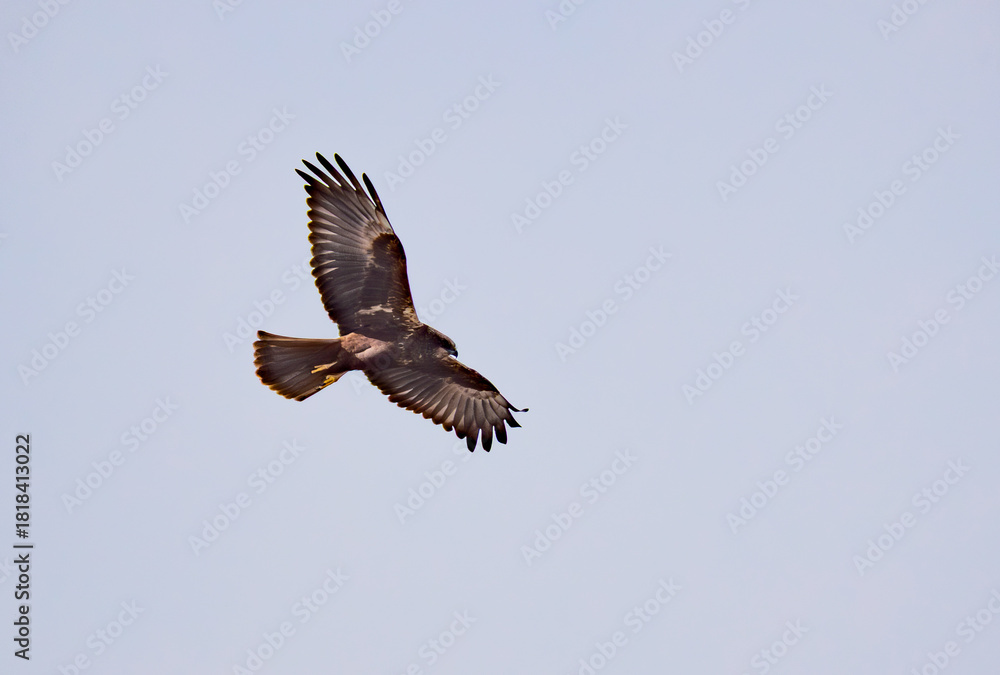 Fototapeta premium An exceptional photograph capturing an adult Montagu's Harrier (Circus pygargus), a slender and graceful bird of prey, in dynamic flight. The bird is typically seen quartering