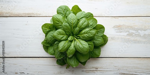 Fresh green spinach leaves ...