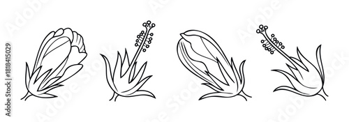 Outline botanical drawings of unopened flowers and stamen structures for decorative use and floral design projects