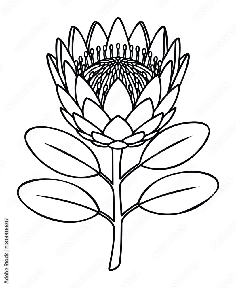 Fototapeta premium Black and white outline drawing of a beautiful protea flower with detailed petals and leaves, perfect for naturethemed designs and botanical projects.