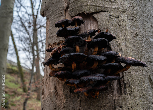 mushroom, Grabfeld kleiner Gleichberg