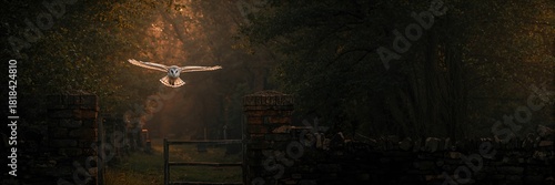 Barn owl flying over stone ...