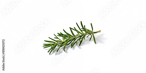 Rosemary branch in close-up...