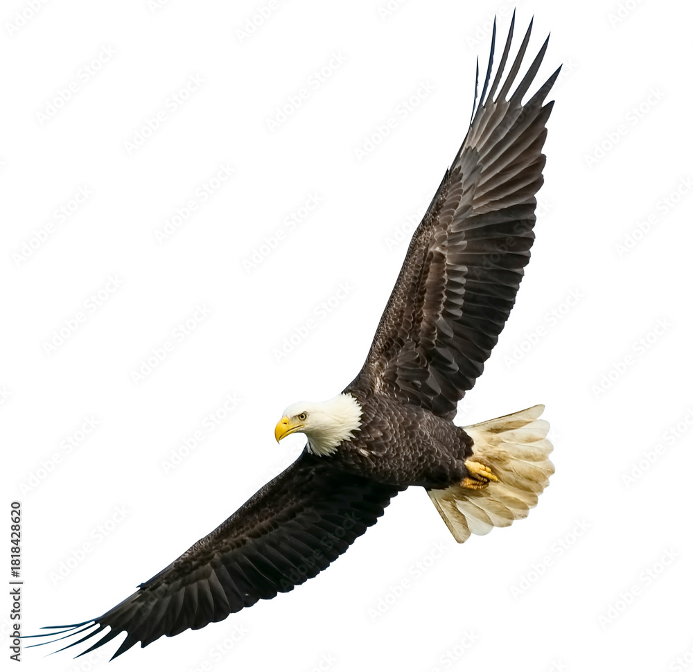 Fototapeta premium American Bald Eagle Transparent