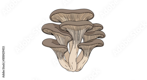 Elegant botanical illustration depicting a cluster of fresh oyster mushrooms isolated on a pure white background creating a clean and modern aesthetic