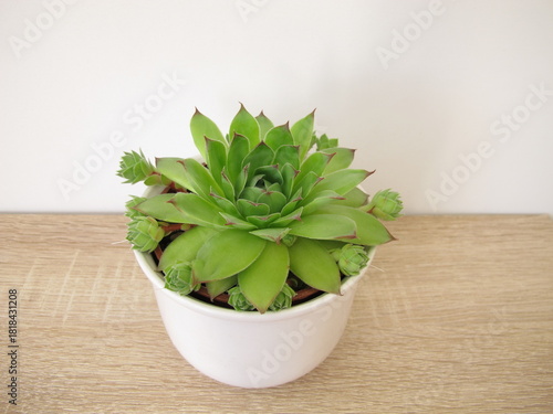 Houseleeks in a flower pot: Sempervivum with offshoots growing from the parent plant