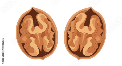 Split walnuts in a simple illustration showcase the edible kernel and shell details in organic shades and intricate nut meat structure