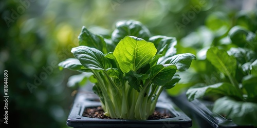 Castelo Sforzesco in Milan, historic architecture featuring medieval and Renaissance elements, urban preservation awareness day