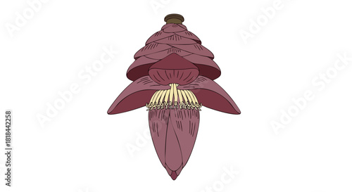 Stylized banana flower illustration showcases unique botany with purple and yellow hues showcasing its artistic depiction and botanical structure