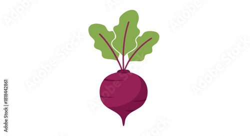 Vibrant beetroot illustration with stylized leaves against a clean white background highlighting fresh garden produce vector design