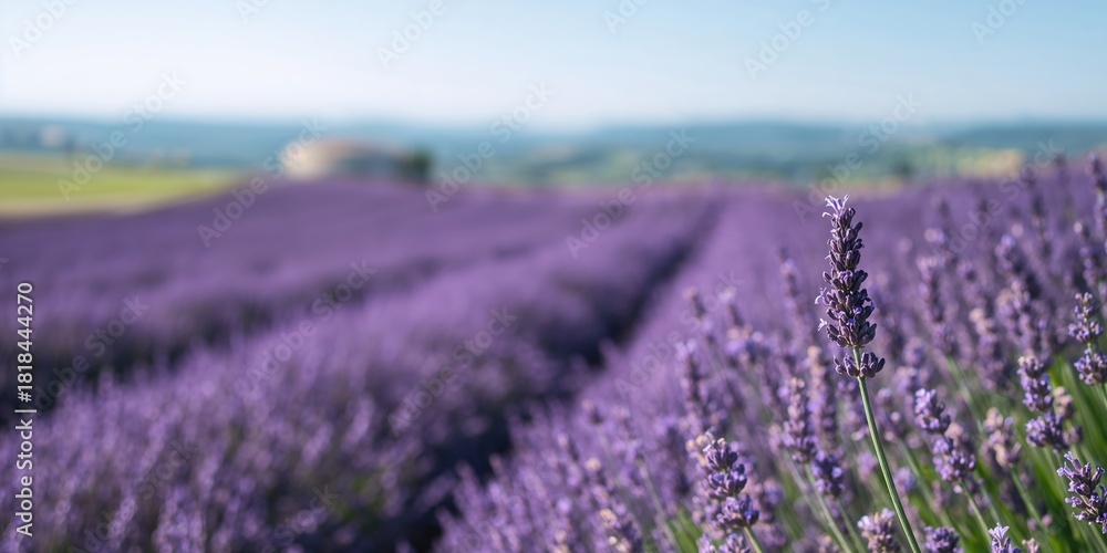 Fototapeta premium Lavender plants with dense purple flowers in a blurred background, suitable for floral arrangement backgrounds