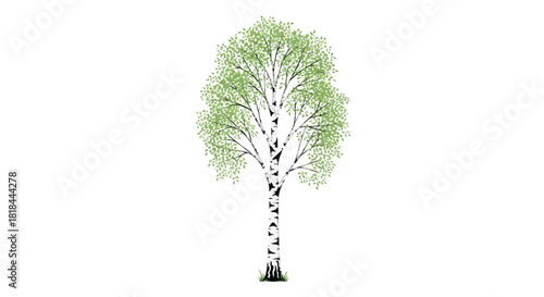 Isolated Birch Tree Illustration with Spring Green Foliage on Pristine White Canvas background