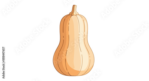 Butternut Squash Illustration: A Clean, Vector-Style Depiction for Culinary and Nutritional Themes