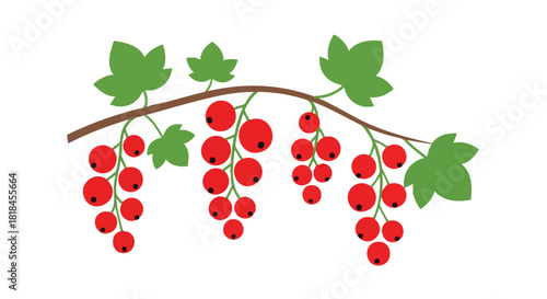 Vibrant redcurrant branch illustration showcasing juicy berries and lush green leaves against a pristine white backdrop
