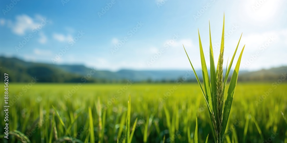 Naklejka premium Green rice plant seedlings arranged on soil surface serve as a background for agricultural planting activities, Earth Day