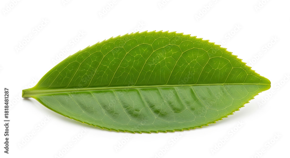 Fototapeta premium Single Green Tea Leaf Isolated on White Background 4.