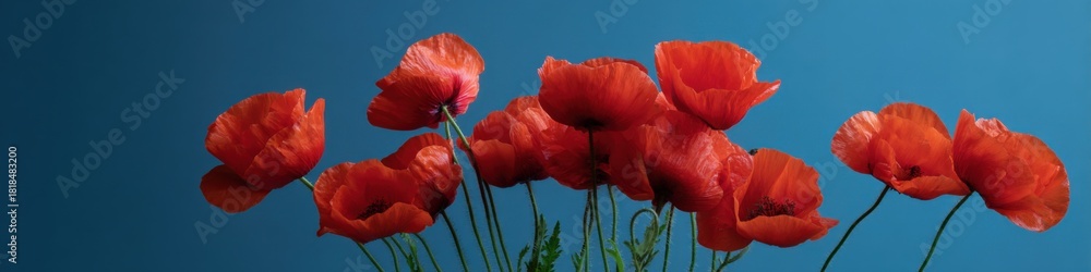Obraz premium Vibrant red poppies against a blue background with green stems