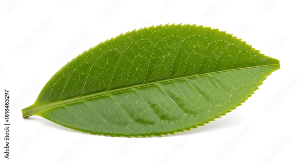 Obraz premium Single Green Tea Leaf Isolated on White Background 13.