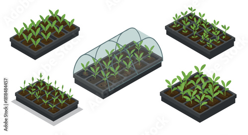 Isometric seedlings growing in trays with greenhouse cover for home gardening