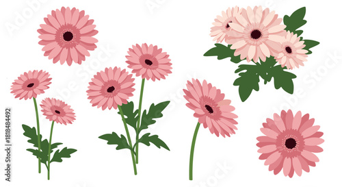 Pink garden blooms charming gerbera daisies with lush greenery in flat design