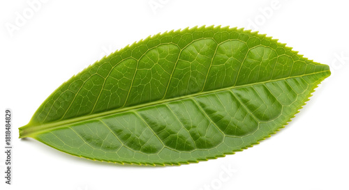 Single Green Tea Leaf Isolated on White Background 17.
