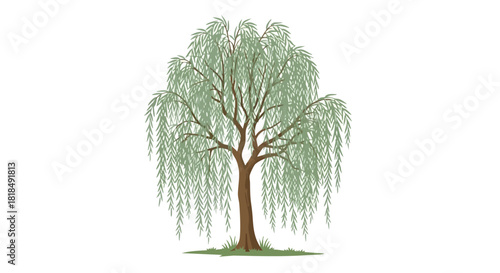 Serene Weeping Willow Illustration Exhibiting Graceful Branches and Verdant Foliage Against a White Backdrop