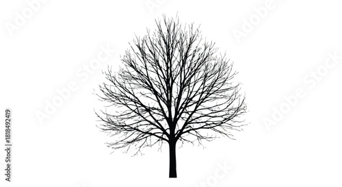 Silhouette of a Deciduous Tree in Winter Isolated on White Background Revealing Branching Structure