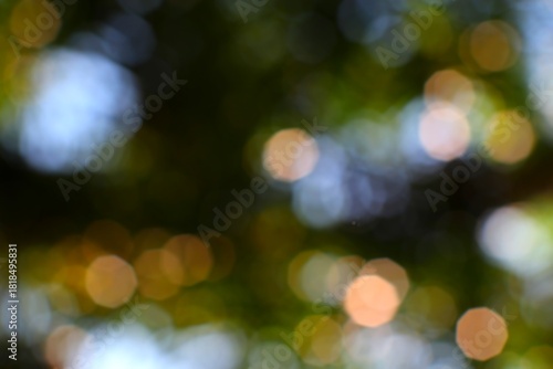 Abstract natural illumination creates a soft dreamlike atmosphere with bokeh effects showcasing