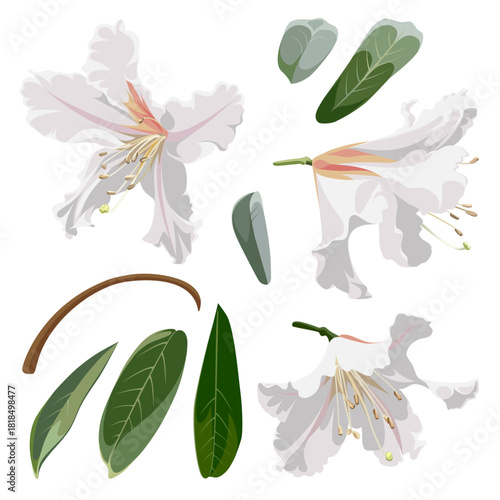 Set of beautiful blossoming Rhododendron flowers. White plant isolated on a white background. 