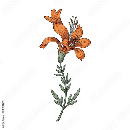 Vintage botanical illustration of an orange lily flower isolated on detailed floral drawing for design and decoration
