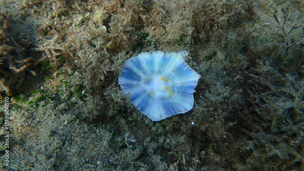 Αυτοκόλλητο Mediterranean limpet or rayed Mediterranean limpet (Patella caerulea) undersea,