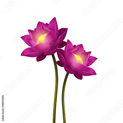 Two vibrant purple lotus flowers with glowing yellow centers, elegantly blooming on slender stems, isolated on white