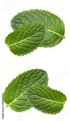 vibrant close-up of fresh mint leaves, capturing the essence of culinary herbs and natural flavors, ideal for food blogs and recipe illustrations with zest