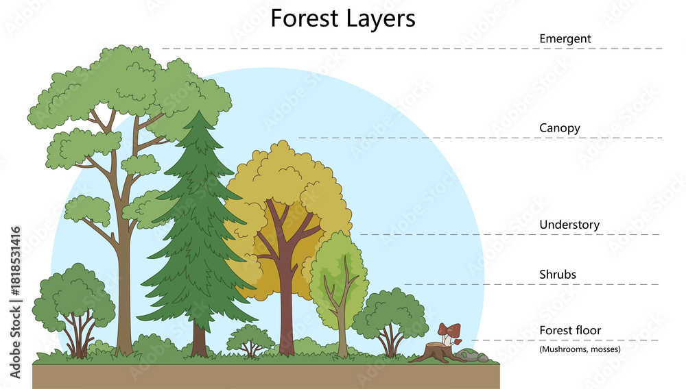 Αυτοκόλλητο layers of a forest, including emergent, canopy, understory, shrub layer, and forest floor diagram hand drawn schematic raster
