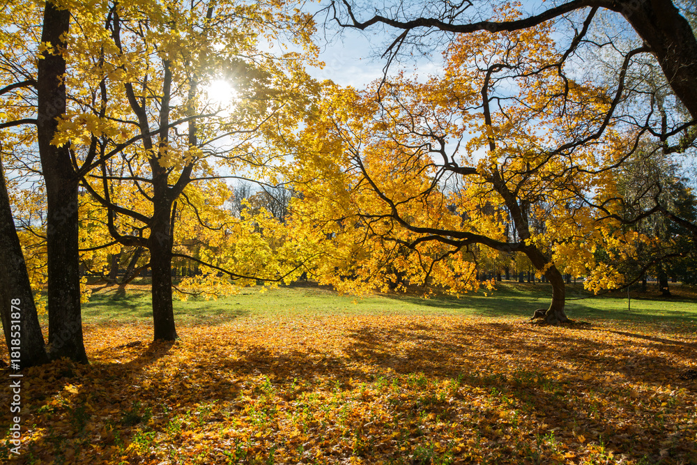 Fototapeta premium Autumn trees in a park.